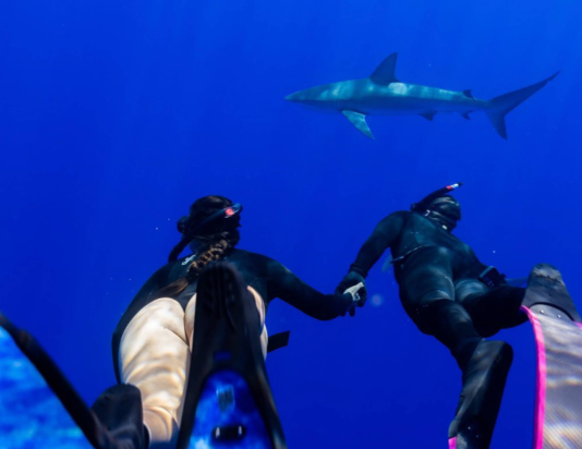 shark watching boat tours