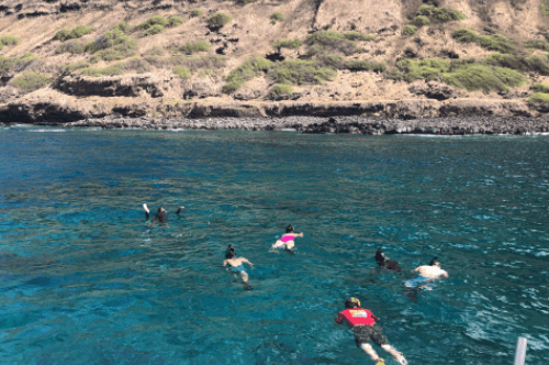 shark watching boat tours