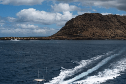 shark watching boat tours